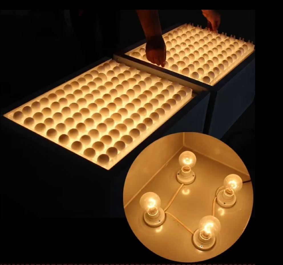 Chicken Farm Fertile Egg Detector Chicken Egg Fertility Tester for Chicken Breeding and Hatching