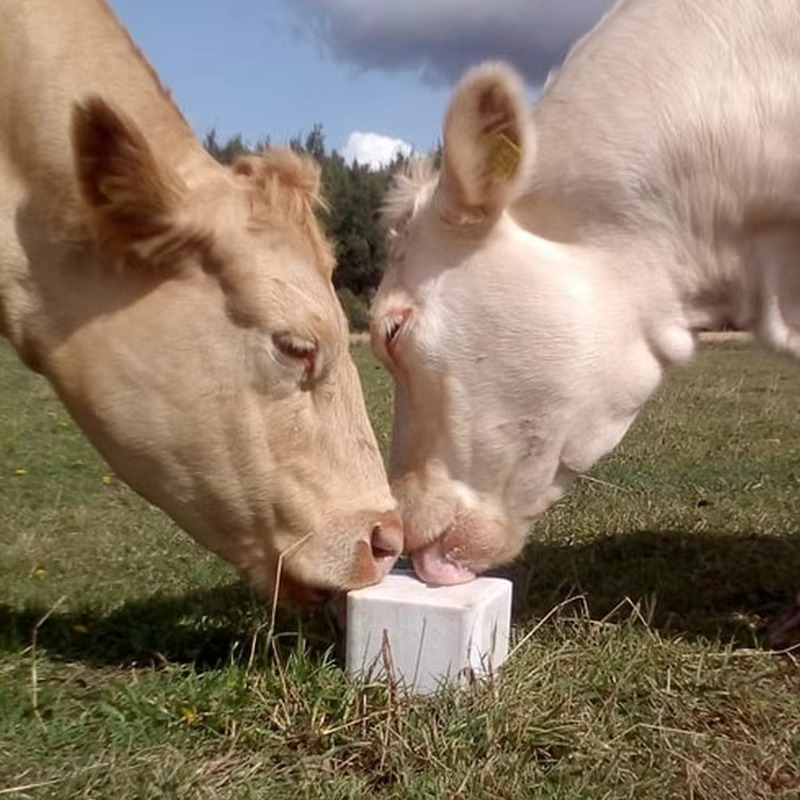 Other Animal Husbandry Equipment 5kg Green Yellow Red Licking Salt Block for Farm